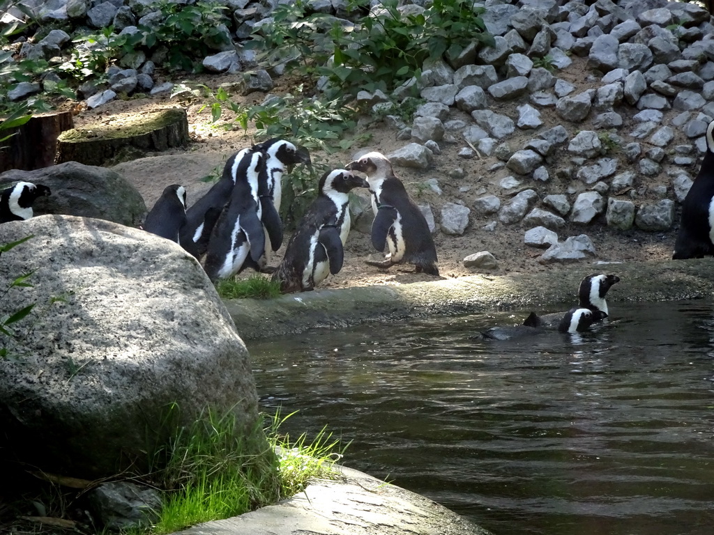 African Penguins at the DierenPark Amersfoort zoo