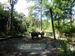 Indian Rhinoceroses at the DierenPark Amersfoort zoo