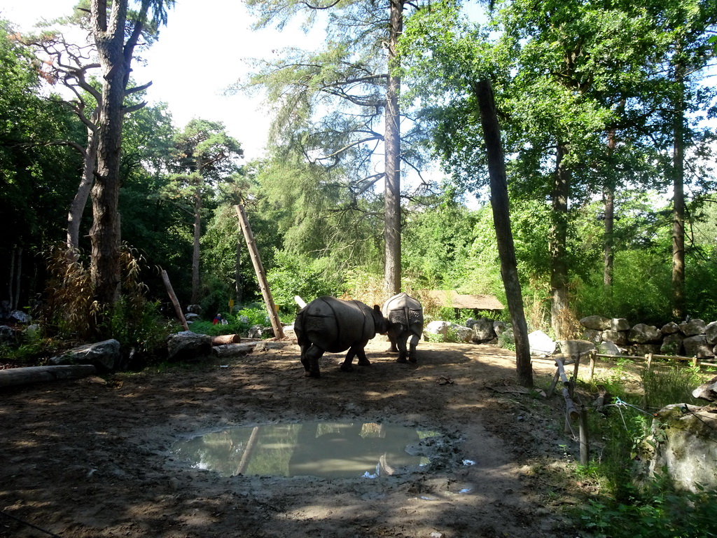 Indian Rhinoceroses at the DierenPark Amersfoort zoo
