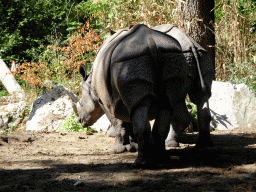 Indian Rhinoceroses at the DierenPark Amersfoort zoo