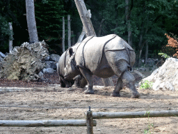 Indian Rhinoceroses at the DierenPark Amersfoort zoo