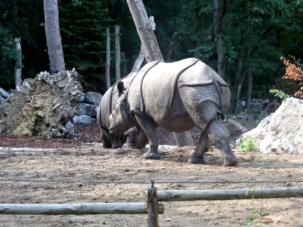 Indian Rhinoceroses at the DierenPark Amersfoort zoo