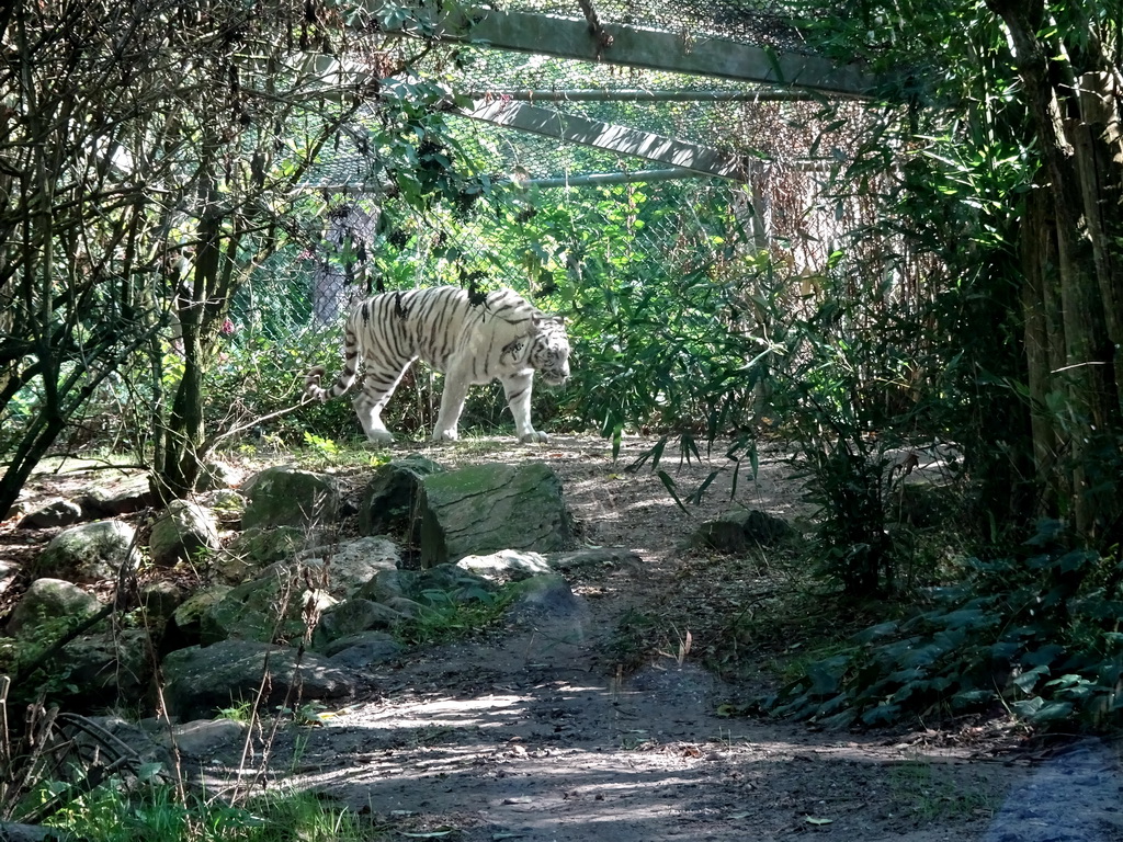 White Tiger at the DierenPark Amersfoort zoo