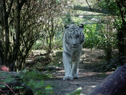 White Tiger at the DierenPark Amersfoort zoo