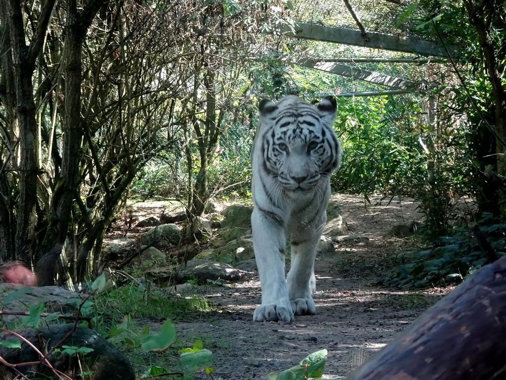 White Tiger at the DierenPark Amersfoort zoo