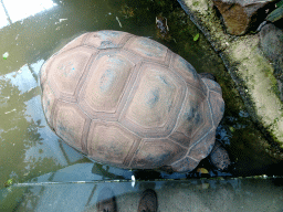 Aldabra Giant Tortoise at the Turtle Building at the DinoPark at the DierenPark Amersfoort zoo