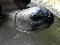 Head of a Aldabra Giant Tortoise at the Turtle Building at the DinoPark at the DierenPark Amersfoort zoo