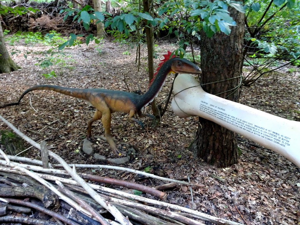 Coelophysis statue at the DinoPark at the DierenPark Amersfoort zoo, with explanation