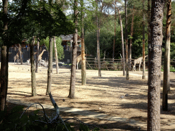 Giraffes at the DierenPark Amersfoort zoo, viewed from a playground at the DinoPark