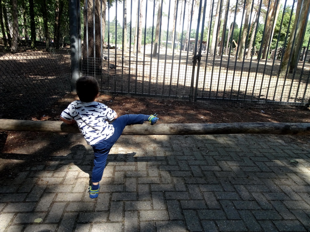 Max with Giraffes at the DierenPark Amersfoort zoo