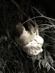 Linnaeus`s Two-toed Sloth at the De Nacht building at the DierenPark Amersfoort zoo