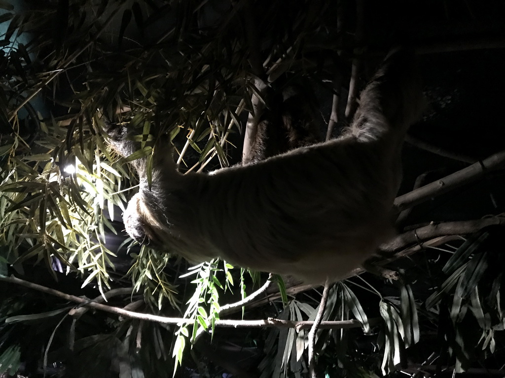 Linnaeus`s Two-toed Sloth at the De Nacht building at the DierenPark Amersfoort zoo