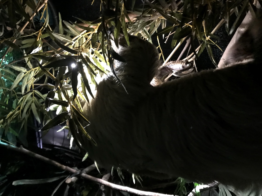 Linnaeus`s Two-toed Sloth at the De Nacht building at the DierenPark Amersfoort zoo