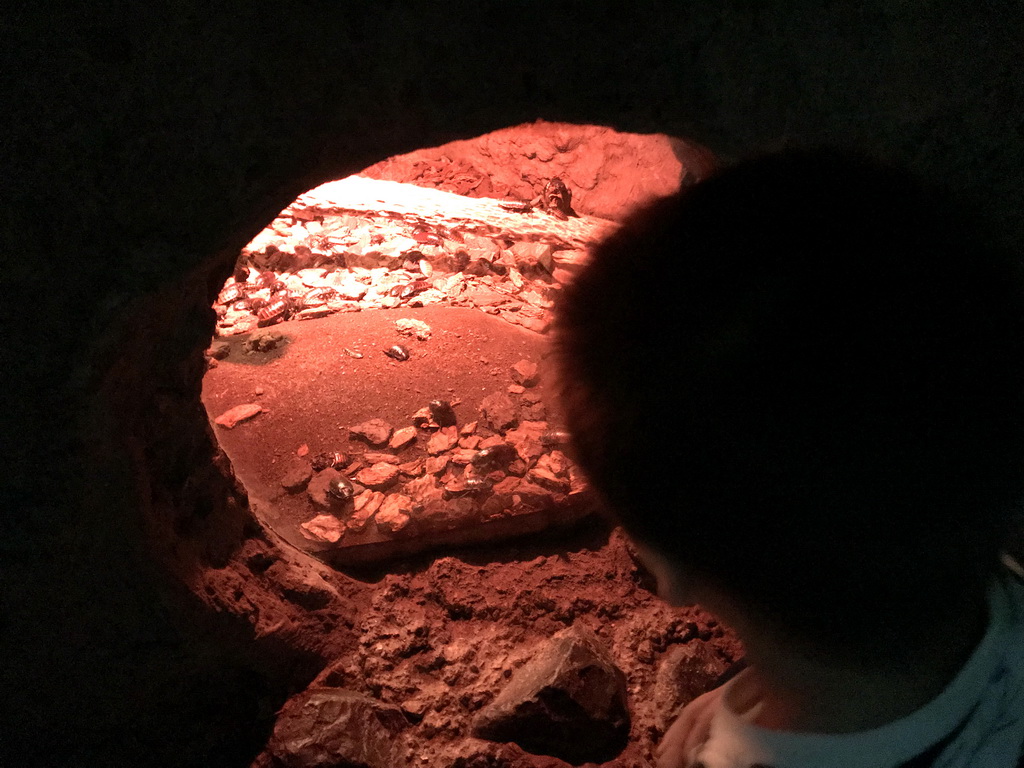 Max with Beetles at the De Nacht building at the DierenPark Amersfoort zoo