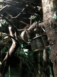 Senegal Bushbaby at the De Nacht building at the DierenPark Amersfoort zoo