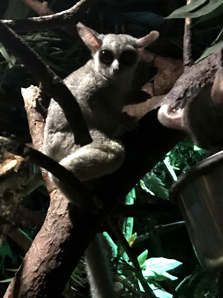 Senegal Bushbabies at the De Nacht building at the DierenPark Amersfoort zoo