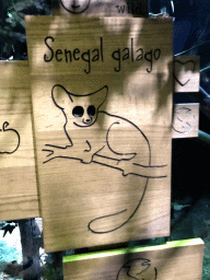 Explanation on the Senegal Bushbaby at the De Nacht building at the DierenPark Amersfoort zoo