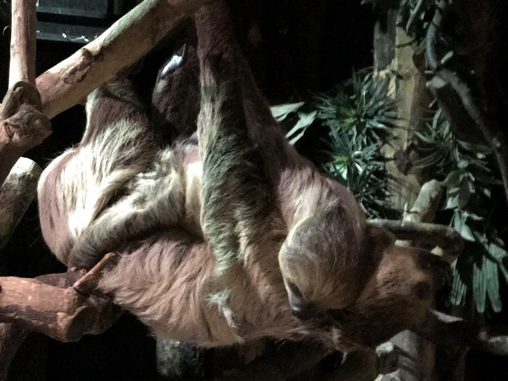 Linnaeus`s Two-toed Sloths at the De Nacht building at the DierenPark Amersfoort zoo