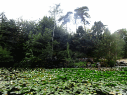 Pond with Water Lilies at the DierenPark Amersfoort zoo