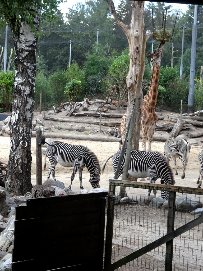 Giraffe and Grévy`s Zebras at the DierenPark Amersfoort zoo