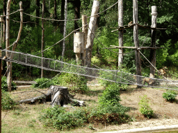 Golden-bellied Capuchins at the DierenPark Amersfoort zoo