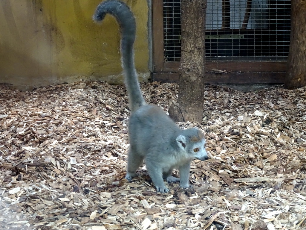 Crowned Lemur at the DierenPark Amersfoort zoo
