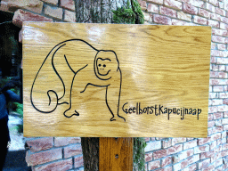 Explanation on the Golden-bellied Capuchin at the DierenPark Amersfoort zoo