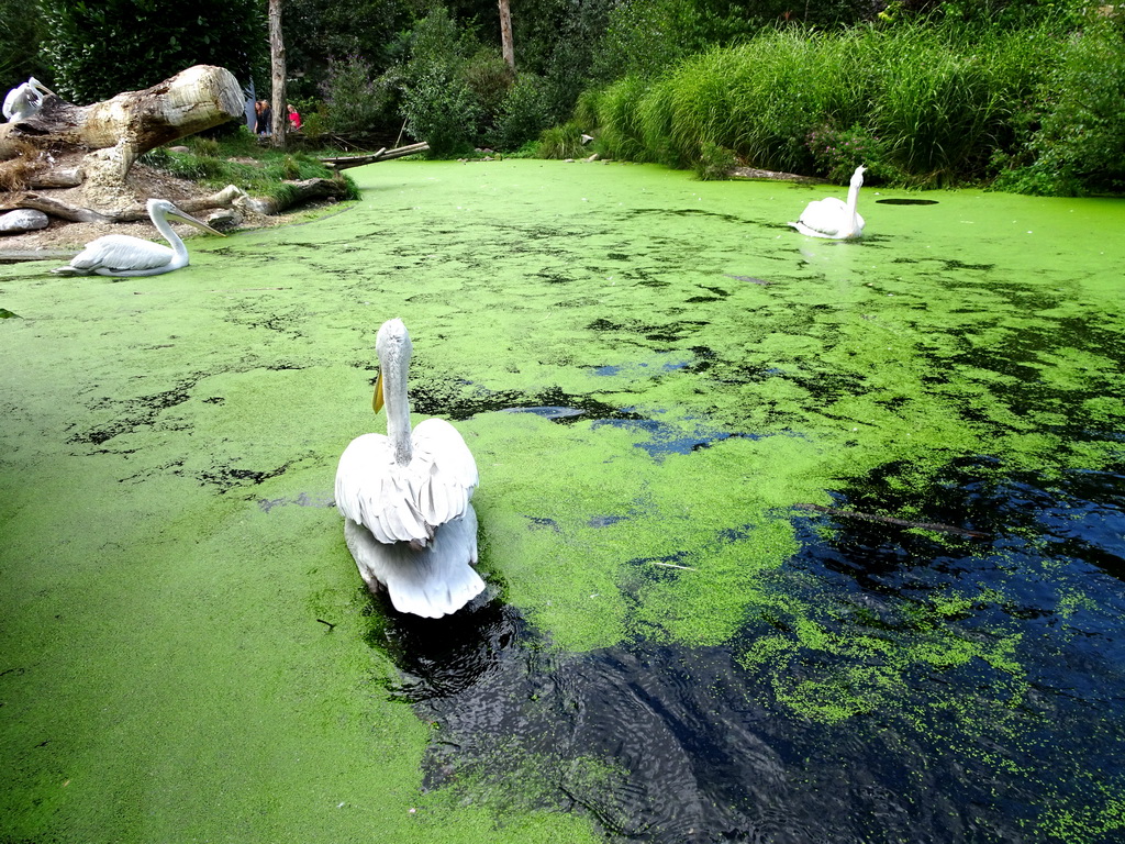 Dalmatian Pelicans in the Snavelrijk aviary at the DierenPark Amersfoort zoo