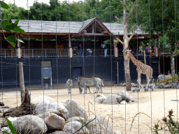 Giraffe, Grévy`s Zebras and Helmeted Guineafowls at the DierenPark Amersfoort zoo