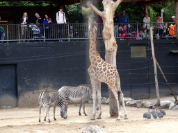 Giraffe, Grévy`s Zebras and Helmeted Guineafowls at the DierenPark Amersfoort zoo
