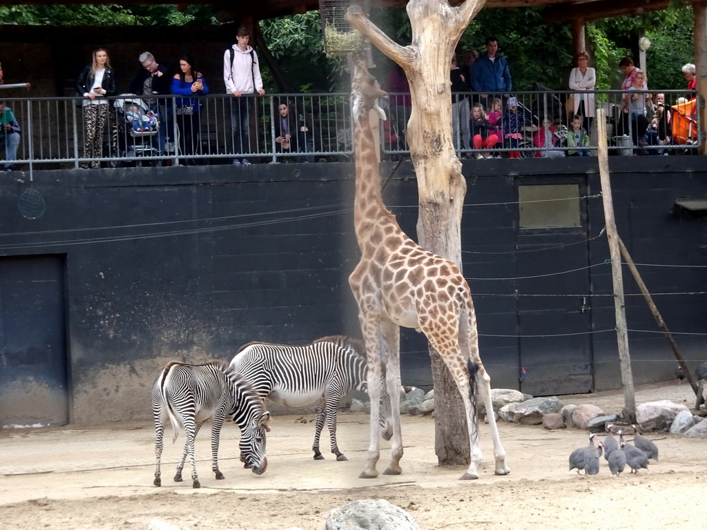 Giraffe, Grévy`s Zebras and Helmeted Guineafowls at the DierenPark Amersfoort zoo
