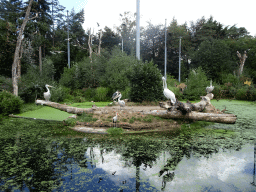 Dalmatian Pelicans, Marabou Stork and Ibis in the Snavelrijk aviary at the DierenPark Amersfoort zoo