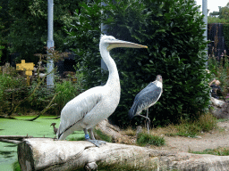 Dalmatian Pelican and Marabou Stork in the Snavelrijk aviary at the DierenPark Amersfoort zoo