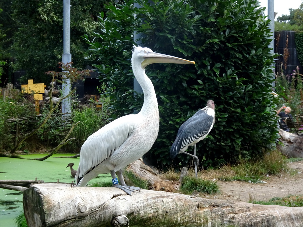 Dalmatian Pelican and Marabou Stork in the Snavelrijk aviary at the DierenPark Amersfoort zoo