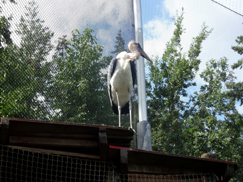 Marabou Stork on top of the playground in the Snavelrijk aviary at the DierenPark Amersfoort zoo