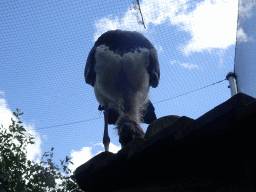 Marabou Stork on top of the playground in the Snavelrijk aviary at the DierenPark Amersfoort zoo