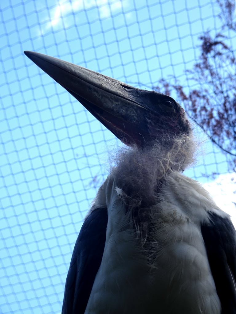 Marabou Stork on top of the playground in the Snavelrijk aviary at the DierenPark Amersfoort zoo