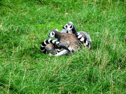 Ring-tailed Lemurs at the DierenPark Amersfoort zoo