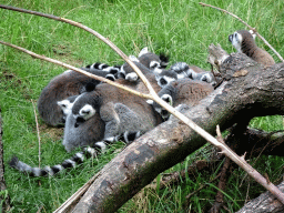 Ring-tailed Lemurs at the DierenPark Amersfoort zoo