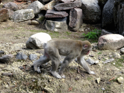 Japanese Macaque at the DierenPark Amersfoort zoo