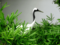 Red-crowned Crane at the Japanese Garden at the DierenPark Amersfoort zoo