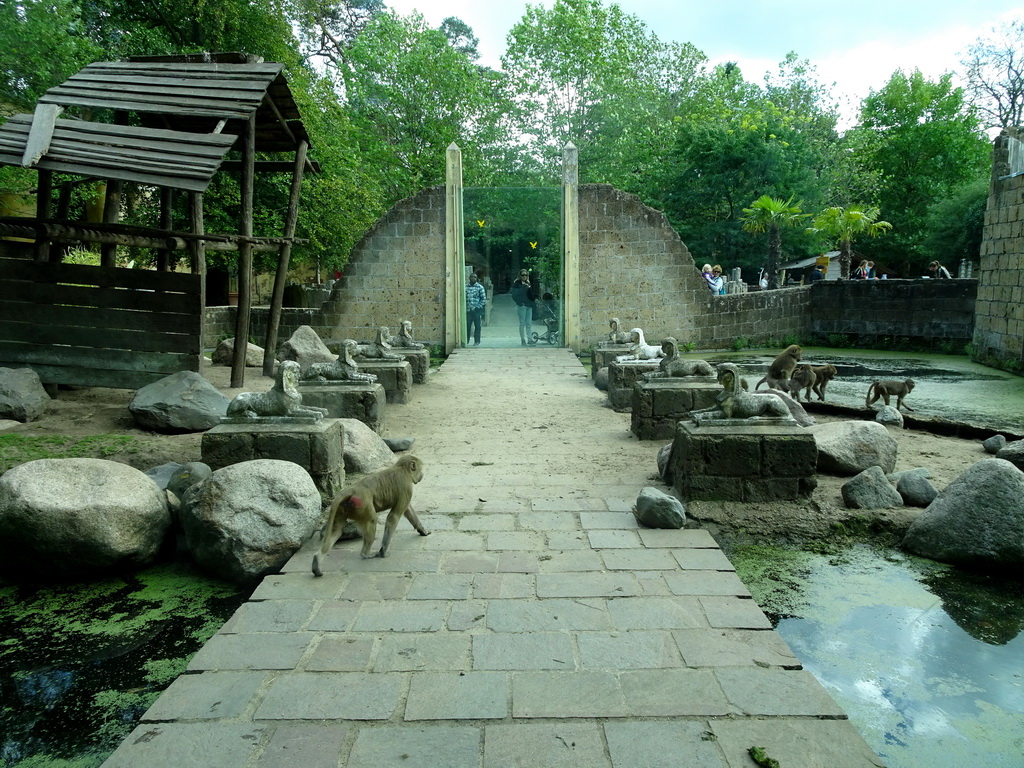 Hamadryas Baboons at the City of Antiquity at the DierenPark Amersfoort zoo