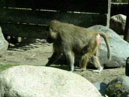 Hamadryas Baboon at the City of Antiquity at the DierenPark Amersfoort zoo