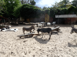 Donkeys and Sheep at the City of Antiquity at the DierenPark Amersfoort zoo