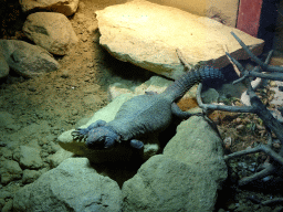 Bell`s Dabb Lizard at the City of Antiquity at the DierenPark Amersfoort zoo