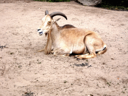 Barbary Sheep at the City of Antiquity at the DierenPark Amersfoort zoo