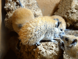 Cairo Spiny Mice at the City of Antiquity at the DierenPark Amersfoort zoo