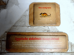 Explanation on the Cairo Spiny Mouse at the City of Antiquity at the DierenPark Amersfoort zoo