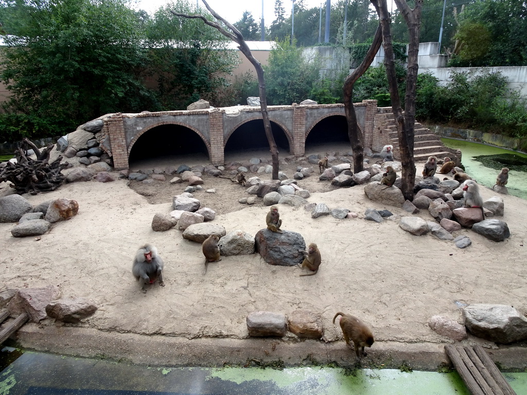 Hamadryas Baboons at the City of Antiquity at the DierenPark Amersfoort zoo