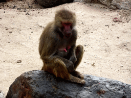 Hamadryas Baboon at the City of Antiquity at the DierenPark Amersfoort zoo